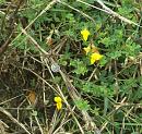 Click image for larger version. 

Name:	Greater Birdsfoot Trefoil.JPG 
Views:	231 
Size:	342.6 KB 
ID:	15788