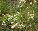 Click image for larger version. 

Name:	Sea Aster.JPG 
Views:	486 
Size:	596.3 KB 
ID:	15790