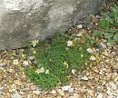 Click image for larger version. 

Name:	Sea Mayweed.JPG 
Views:	266 
Size:	578.0 KB 
ID:	15791