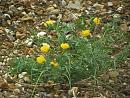 Click image for larger version. 

Name:	Yellow Horned Poppy.JPG 
Views:	419 
Size:	160.3 KB 
ID:	15792