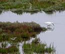 Click image for larger version. 

Name:	Greenshank 2 (With Egret)b.JPG 
Views:	204 
Size:	433.2 KB 
ID:	15795