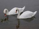 Click image for larger version. 

Name:	Mute Swan 2.JPG 
Views:	236 
Size:	422.6 KB 
ID:	15797