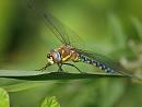 Click image for larger version. 

Name:	migrant_hawker_P9047257.jpg 
Views:	193 
Size:	150.0 KB 
ID:	15801