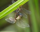 Click image for larger version. 

Name:	Migrant_hawkers_P9047084.jpg 
Views:	185 
Size:	146.5 KB 
ID:	15802