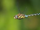 Click image for larger version. 

Name:	migrant_hawker_P9047249.jpg 
Views:	180 
Size:	115.3 KB 
ID:	15803