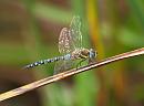 Click image for larger version. 

Name:	migrant_hawker_P9047177.jpg 
Views:	174 
Size:	116.2 KB 
ID:	15804