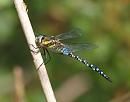 Click image for larger version. 

Name:	migrant_hawker_P9047170.jpg 
Views:	192 
Size:	122.4 KB 
ID:	15806