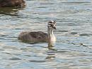 Click image for larger version. 

Name:	younggrebe1.jpg 
Views:	263 
Size:	304.7 KB 
ID:	1582