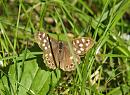 Click image for larger version. 

Name:	speckled_wood_P9127491.jpg 
Views:	229 
Size:	198.9 KB 
ID:	15894