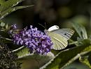 Click image for larger version. 

Name:	SH1952 -1009 12-Small White -Pieris_rapae .jpg 
Views:	167 
Size:	343.0 KB 
ID:	15898