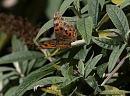 Click image for larger version. 

Name:	SH1939 -1009 12- battered Comma Butterfly-Polygonia c-album.jpg 
Views:	164 
Size:	337.2 KB 
ID:	15899
