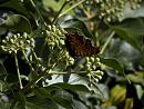 Click image for larger version. 

Name:	SH2130 -1009 12-Comma Butterfly.jpg 
Views:	166 
Size:	290.8 KB 
ID:	15901
