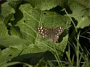 Click image for larger version. 

Name:	SH1490 -1009 12-Speckled wood butterfly-Pararge aegeria .jpg 
Views:	167 
Size:	383.2 KB 
ID:	15902