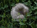 Click image for larger version. 

Name:	SH1660 -1009 12-mushroom fungus.jpg 
Views:	299 
Size:	375.4 KB 
ID:	15903