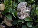 Click image for larger version. 

Name:	SH1668 -1009 12-mushroom fungus.jpg 
Views:	267 
Size:	278.9 KB 
ID:	15904
