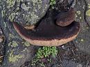 Click image for larger version. 

Name:	SH2146 -1009 12-Bracket Fungus - 12 inch across.jpg 
Views:	262 
Size:	327.1 KB 
ID:	15912
