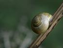 Click image for larger version. 

Name:	SH1731 -1009 12-yellow snail.jpg 
Views:	192 
Size:	288.2 KB 
ID:	15917