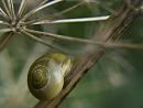 Click image for larger version. 

Name:	SH1738 -1009 12-yellow snail.jpg 
Views:	192 
Size:	290.8 KB 
ID:	15918