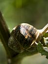 Click image for larger version. 

Name:	SH1801 -1009 12-Large snail.jpg 
Views:	194 
Size:	282.8 KB 
ID:	15919