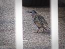 Click image for larger version. 

Name:	SH2903 -1009 25-Starling.jpg 
Views:	200 
Size:	330.7 KB 
ID:	15979