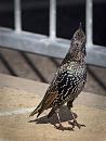 Click image for larger version. 

Name:	SH2888-1009 25-Starling.jpg 
Views:	176 
Size:	324.8 KB 
ID:	15981