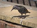 Click image for larger version. 

Name:	SH2881 -1009 25-Starling.jpg 
Views:	183 
Size:	342.1 KB 
ID:	15982