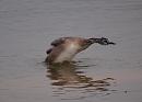 Click image for larger version. 

Name:	great_crested_grebe_juvenile_P9267758.jpg 
Views:	191 
Size:	138.5 KB 
ID:	15989