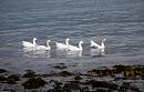 Click image for larger version. 

Name:	11. Sea Geese.JPG 
Views:	218 
Size:	452.4 KB 
ID:	16009
