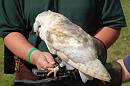 Click image for larger version. 

Name:	Hawk Trust Aug 09 082.JPG 
Views:	221 
Size:	157.1 KB 
ID:	16029