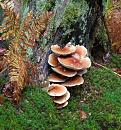 Click image for larger version. 

Name:	Pink fungus.JPG 
Views:	456 
Size:	556.4 KB 
ID:	16065