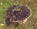 Click image for larger version. 

Name:	Sparkling fungus.JPG 
Views:	281 
Size:	500.7 KB 
ID:	16066