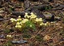 Click image for larger version. 

Name:	Yellow fungus.JPG 
Views:	378 
Size:	568.2 KB 
ID:	16067
