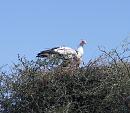 Click image for larger version. 

Name:	Secretary Birds 1.JPG 
Views:	239 
Size:	249.3 KB 
ID:	16068
