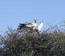 Click image for larger version. 

Name:	Secretary Birds 2.JPG 
Views:	293 
Size:	235.3 KB 
ID:	16069