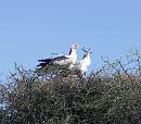 Click image for larger version. 

Name:	Secretary Birds 3.JPG 
Views:	267 
Size:	233.2 KB 
ID:	16070