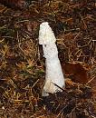 Click image for larger version. 

Name:	Stinkhorn.JPG 
Views:	336 
Size:	533.5 KB 
ID:	16072