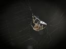 Click image for larger version. 

Name:	SH3717 -1010 07-Spider with catch.jpg 
Views:	127 
Size:	291.2 KB 
ID:	16085