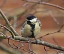 Click image for larger version. 

Name:	Great_tit_growth_PA228161.jpg 
Views:	269 
Size:	173.5 KB 
ID:	16170