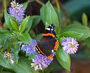 Click image for larger version. 

Name:	red_admiral_PA258270.jpg 
Views:	164 
Size:	158.0 KB 
ID:	16177