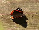 Click image for larger version. 

Name:	red_admiral_PA258266.jpg 
Views:	171 
Size:	154.3 KB 
ID:	16178