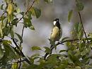 Click image for larger version. 

Name:	SH4601 -1010 27-Great Tit-Parus_major.jpg 
Views:	213 
Size:	441.6 KB 
ID:	16214