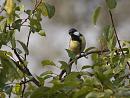 Click image for larger version. 

Name:	SH4603 -1010 27-Great Tit-Parus_major.jpg 
Views:	215 
Size:	439.9 KB 
ID:	16215