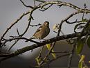 Click image for larger version. 

Name:	SH4610 -1010 27-Female Chaffinch - Fringilla coelebs.jpg 
Views:	208 
Size:	328.0 KB 
ID:	16216