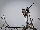 Click image for larger version. 

Name:	SH4665 -1010 27-Long Tailed Tit-Aegithalos_caudatus.jpg 
Views:	223 
Size:	281.4 KB 
ID:	16217