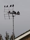 Click image for larger version. 

Name:	SH4686 -1010 27-the boys - Starlings.jpg 
Views:	225 
Size:	286.6 KB 
ID:	16219