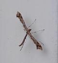 Click image for larger version. 

Name:	Curly wing moth.JPG 
Views:	188 
Size:	178.4 KB 
ID:	16222