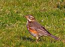 Click image for larger version. 

Name:	Redwing_Turdus_iliacus.jpg 
Views:	202 
Size:	294.2 KB 
ID:	16257
