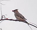 Click image for larger version. 

Name:	waxwing_PB098658.jpg 
Views:	201 
Size:	43.8 KB 
ID:	16285