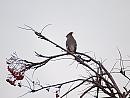 Click image for larger version. 

Name:	waxwing_PB098669.jpg 
Views:	212 
Size:	155.7 KB 
ID:	16286