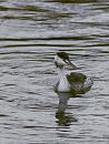 Click image for larger version. 

Name:	SH5289 -1011 10-Great Crested Grebe winter plumage-Podiceps_cristatus.jpg 
Views:	204 
Size:	326.9 KB 
ID:	16299